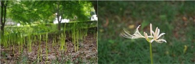 20200919_観音寺.jpg