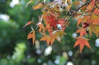 20201106_モミジ.JPG