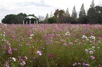 20201108_牧の原公園1.JPG