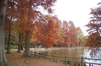 20201120_水辺公園.JPG