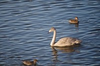 20201121_幼鳥.JPG