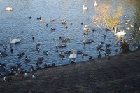 20201121_白鳥.JPG