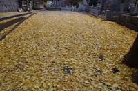 20201123_イチョウの絨毯2.JPG