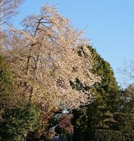 20210315_Ԃ.JPG