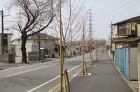 20210319_二和道の若い桜.JPG