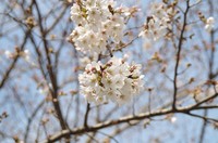 20210319_桜1.JPG