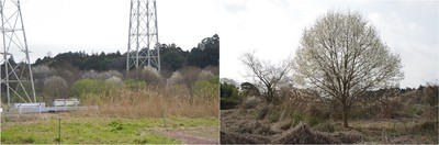 20210319_野の木.jpg