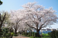 20210327_白井木戸公園への歩道1.JPG
