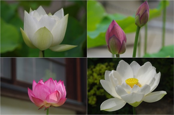 20210711_長福寺.jpg