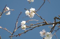 20211024_新川冬桜.JPG