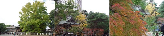 20211121_八幡神社１.jpg