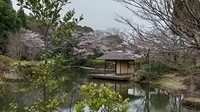 20220329_柏の葉日本庭園.JPG
