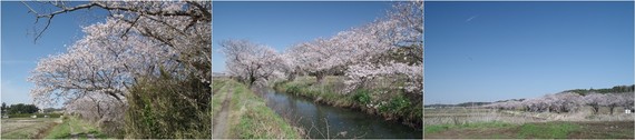 20220402_今井の桜.jpg