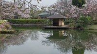 20220406_柏の葉公園日本庭園.JPG