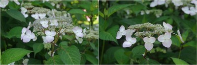 20220528_観音寺の紫陽花.jpg