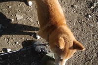 20221029_馴染みの犬.JPG