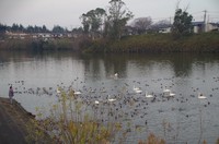 20221211_SWAN.JPG