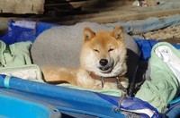 20230211_Dog.JPG