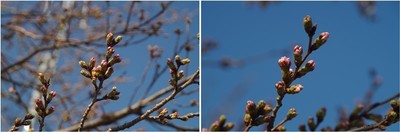 20230315_筑波の桜.jpg