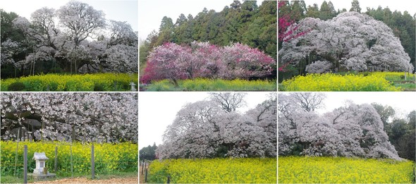 20230329_大高の大桜.jpg