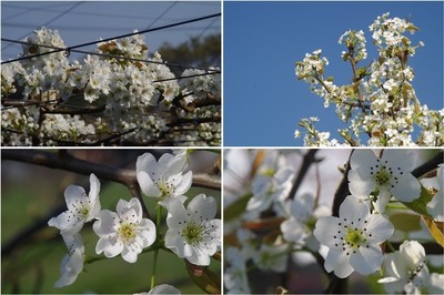 20230401_梨の花.jpg