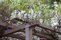20230408_八木ケ谷長福寺枝白藤.JPG