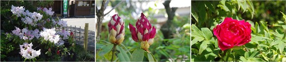 20230412_佛法寺の花.jpg