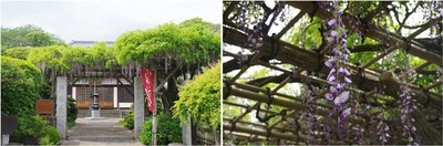 20230429_法目の佛法寺.jpg