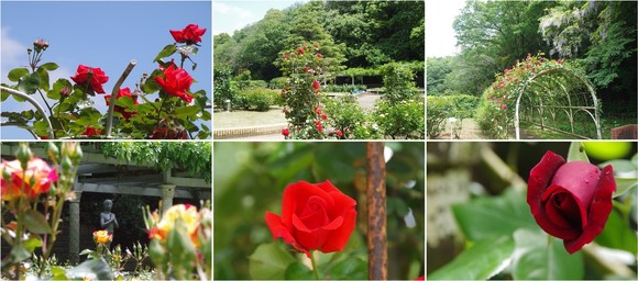 20230501_大町自然公園のバラ園.jpg
