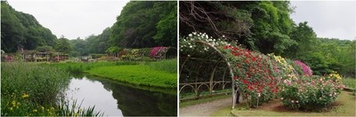 20230513_大町公園バラ園.jpg