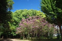 20230903_Sg.JPG