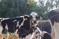 20240108_COW.JPG