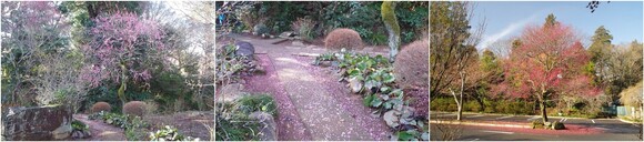 20240224_逆井の観音寺.jpg