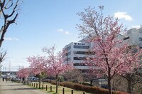 20240224_鎌ヶ谷市役所前.JPG