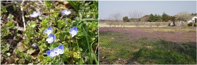 20240317_野の花.jpg