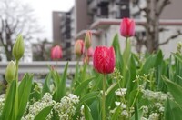 20240406_`[bv.JPG