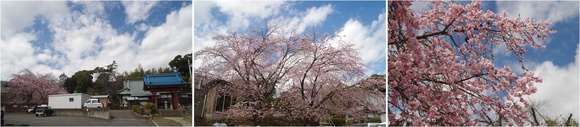 20250320_観音寺.JPG